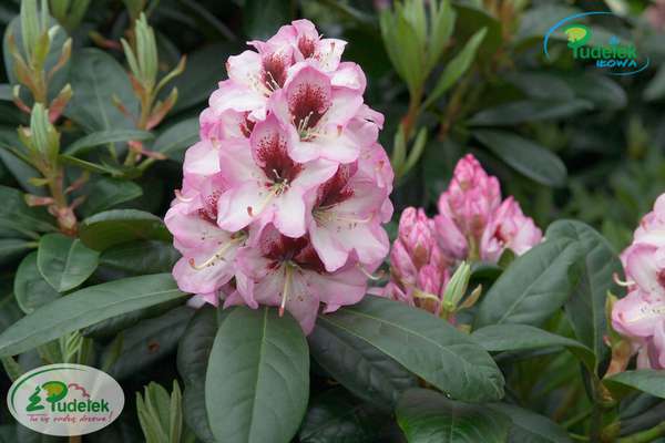 Rhododendron Cassata
